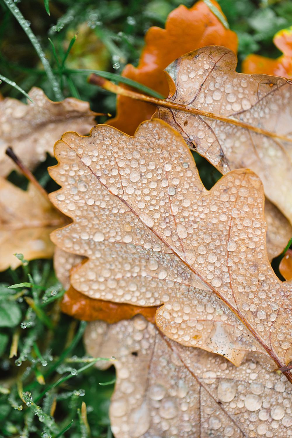 family-shoot-balloch-loch-lomond-1-1
