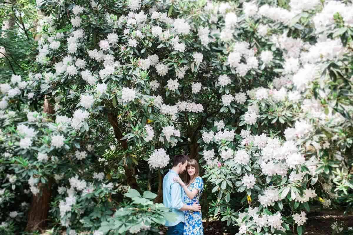 A couple embraces under a large, blooming rhododendron bush filled with white flowers. They are smiling and surrounded by lush greenery, creating a romantic and serene atmosphere.