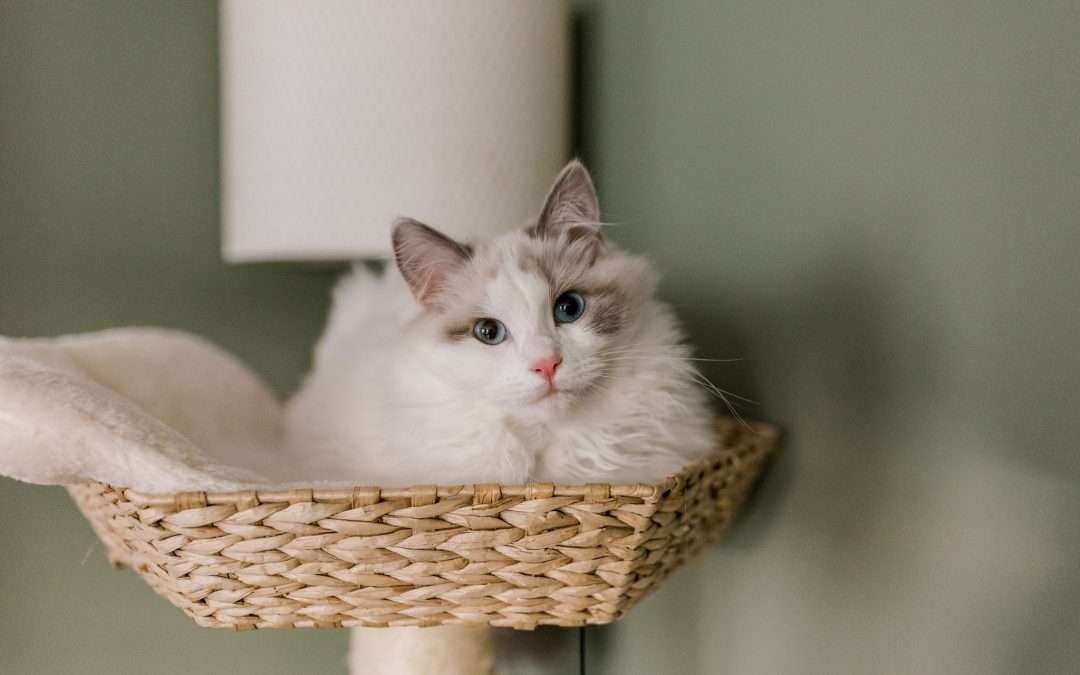 We got two little kittens! We present Luna and Moki the ragdolls